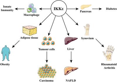 Role of IKKε in the Metabolic Diseases: Physiology, Pathophysiology, and Pharmacology